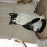 Foto del gato perdido en La Chapelle