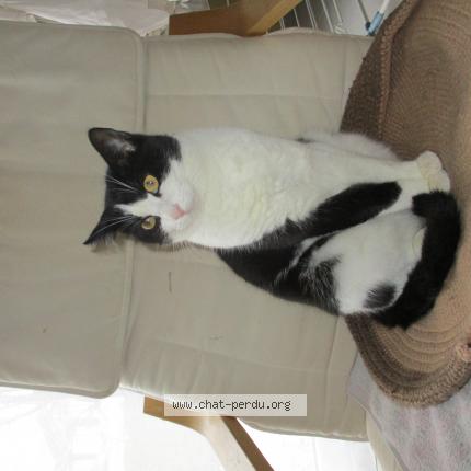 Foto 1/1 Nicetea Chat perdido en La chapelle