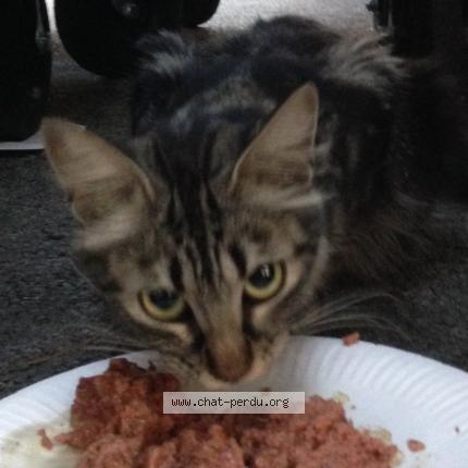 Foto 1/5 Gato encontrado Encontrado en Marseille