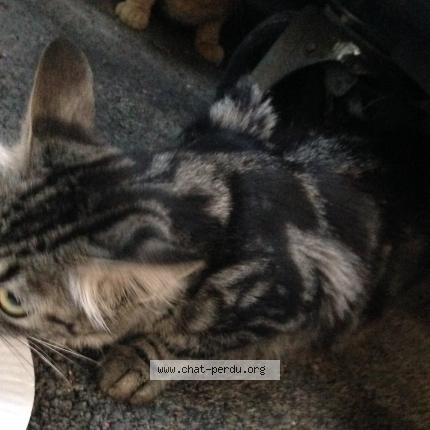 Foto 2/5 Gato encontrado Encontrado en Marseille