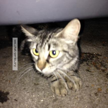 Foto 4/5 Gato encontrado Encontrado en Marseille