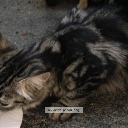 Foto 5/5 Gato encontrado Encontrado en Marseille