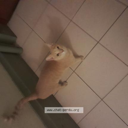 Foto 1/1 Gato encontrado Encontrado en Lyon