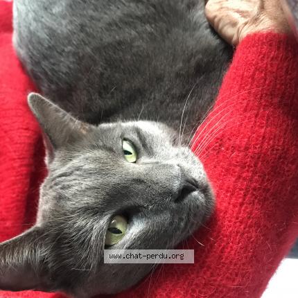 Foto 1/1 Hobby Chat perdido en Saint cyr