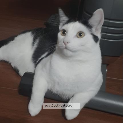 Foto 1/1 Raja Chat perdido en Brampton