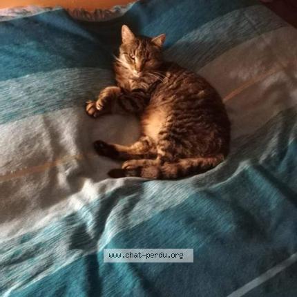 Foto 1/2 Watt Chat perdido en Saint roman en diois