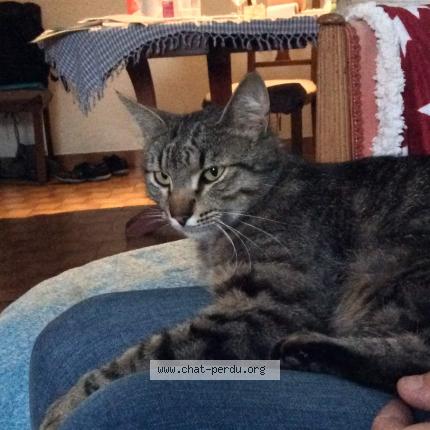 Foto 2/2 Watt Chat perdido en Saint roman en diois