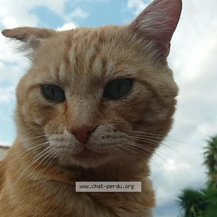 Foto 1/1 Toffee H. Chat perdido en Perpignan