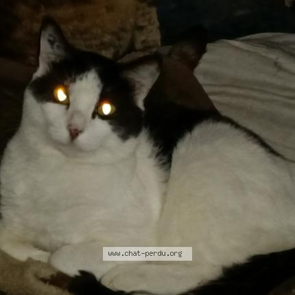 Foto 1/1 Gato encontrado Perdido en Floirac