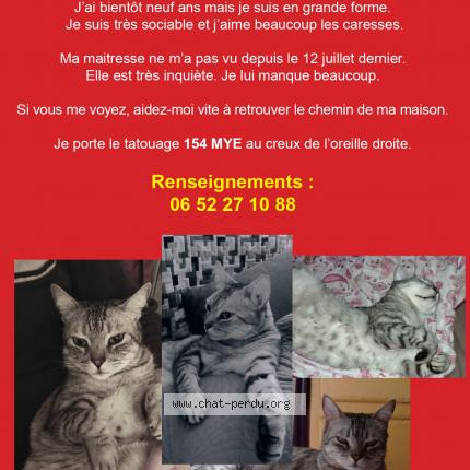 Foto 1/1 Zéphyr Chat perdido en Avignon