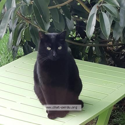 Foto 1/1 Simba Chat perdido en Plobannalec lesconil