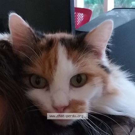 Foto 1/1 Milka Chat perdido en Villiers saint frederic