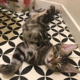 Foto del gato perdido en Montpellier