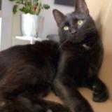 Foto del gato perdido en Revin