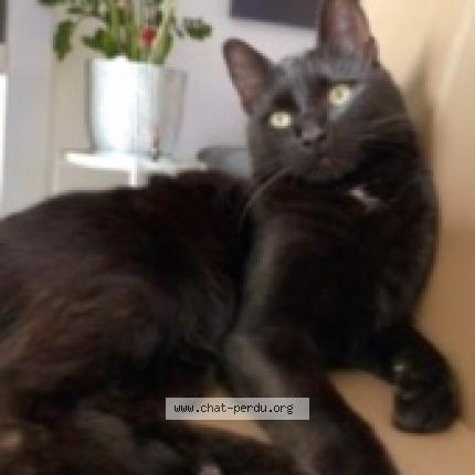 Foto 1/1 Kenzo Chat perdido en Revin