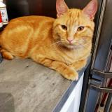 Foto del gato perdido en Villemomble