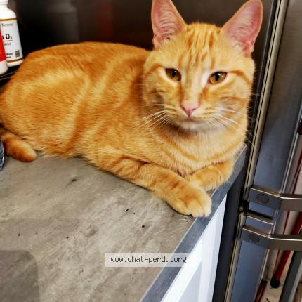 Foto 1/1 Tigrou Chat perdido en Villemomble