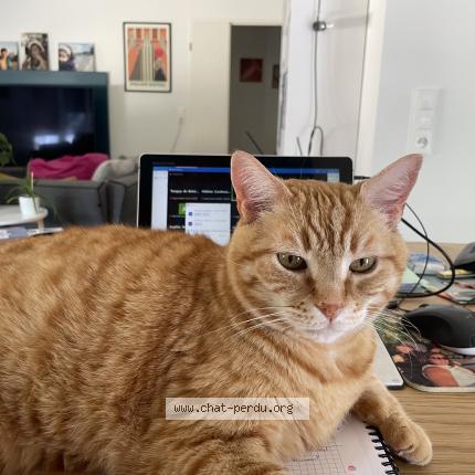 Foto 1/1 Tonnerre Chat perdido en Marigny brizay