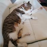 Foto del gato perdido en Eyrans