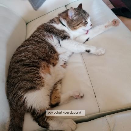 Foto 1/1 Mimi Chat perdido en Eyrans