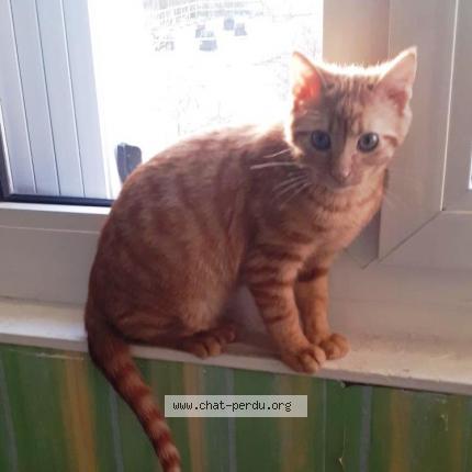 Foto 1/1 Tessy Chat perdido en Caen
