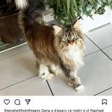 Foto del gato perdido en St Raphael