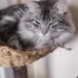 Foto del gato perdido en Taninges