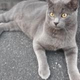 Foto del gato perdido en Bergerac