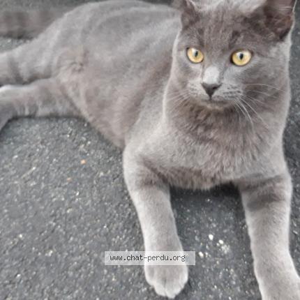 Foto 1/1 GRISOU Chat perdido en Bergerac