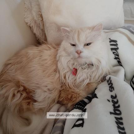 Foto 1/1 Mimiox Chat perdido en Montlaur