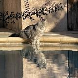 Foto del gato perdido en Greasque