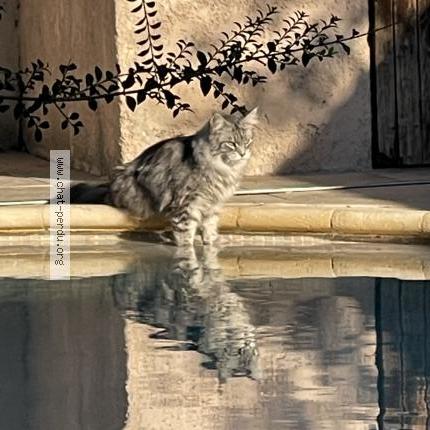 Foto 1/1 REINE Chat perdido en Greasque