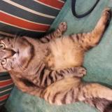 Foto del gato perdido en Mouilleron En Pareds