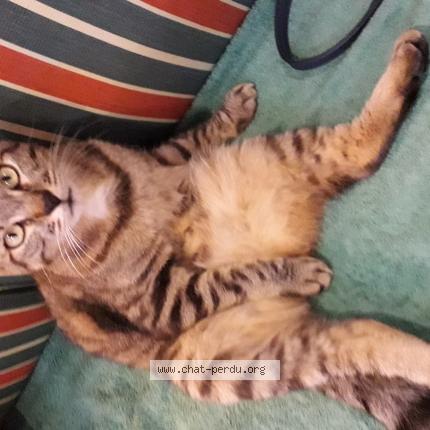 Foto 1/1 Mousse Chat perdido en Mouilleron en pareds