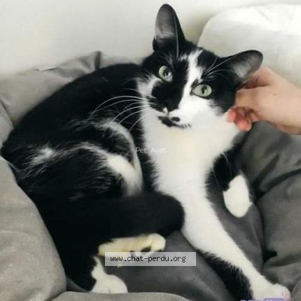 Foto 1/1 Rosalie Chat perdido en Luisant