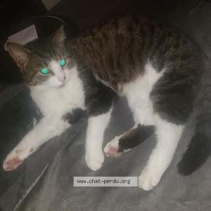 Foto 1/1 Picsou Chat perdido en Marigny le lozon