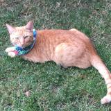 Foto del gato perdido en London