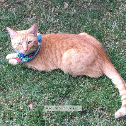 Foto 1/1 Caspar Chat perdido en London