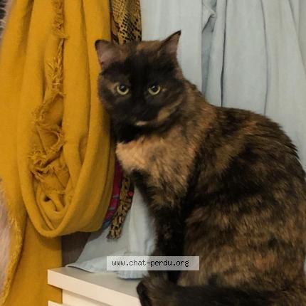 Foto 1/1 Poupette Chat perdido en Blagnac