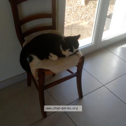 Foto 1/1 Domino Chat perdido en Cogny