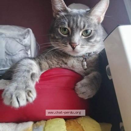 Foto 1/1 Orion Chat perdido en L union