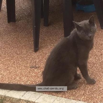 Foto 1/2 Gato encontrado Encontrado en Echillais