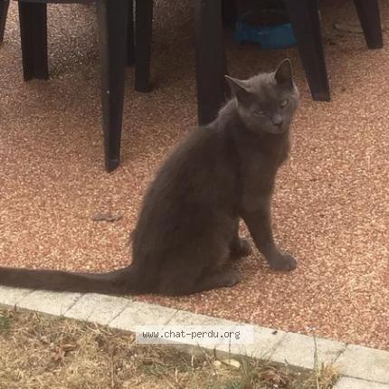 Foto 2/2 Gato encontrado Encontrado en Echillais