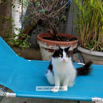 Foto 1/1 Vanessa DUSSART-VOLLET Chat perdido en Nice
