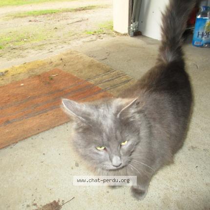 Foto 1/1 Obelix Chat perdido en Saujon