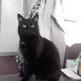 Foto del gato perdido en Compiegne