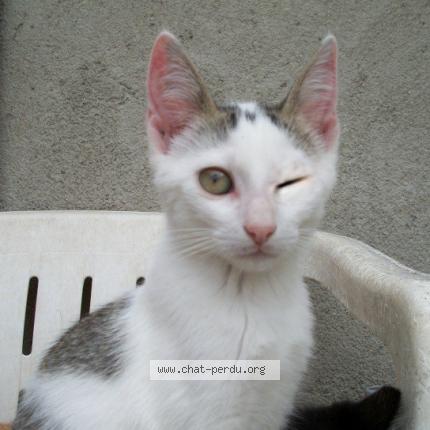 Foto 1/1 LEIA Chat perdido en Saint gervais