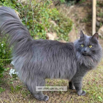 Foto 1/2 POLUX Chat perdido en Brie comte robert