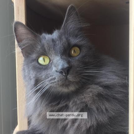Foto 2/2 POLUX Chat perdido en Brie comte robert