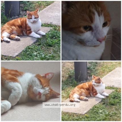 Foto 1/1 Tigrou Chat perdido en Quincy voisins